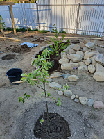 БЛАГОУСТРОЙСТВО, ОЗЕЛЕНЕНИЕ - СтройЛюкс